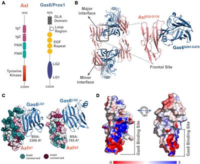 Predicting the Specificity- Determining Positions of Receptor Tyrosine Kinase Axl